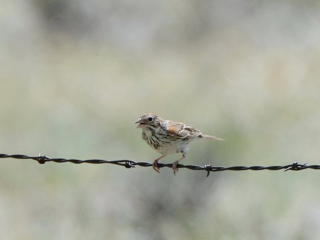 Sparrow, Vesper, 2015-06029122 Droney Gulch State Wildlife Area, CO Droney Gulch State Wildlife Area, CO.JPG - Vesper Sparrow. Droney Gulch State Wildlife Area along Route 285, CO, 6-2-2105